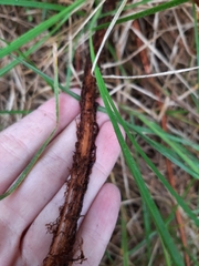 Dryopteris hawaiiensis