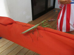 Coptopteryx argentina