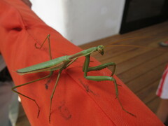 Coptopteryx argentina