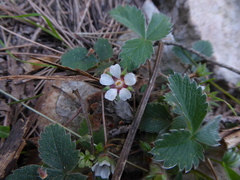 Potentilla micrantha