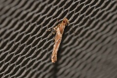 Anatrachyntis rileyi