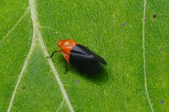 Sphenorhina rhodopepla