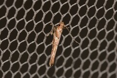 Anatrachyntis rileyi