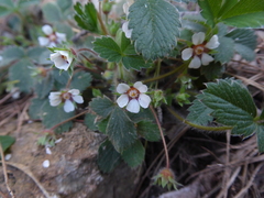 Potentilla micrantha