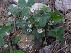 Potentilla micrantha
