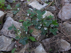 Potentilla micrantha