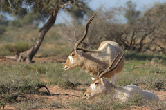 Addax nasomaculatus