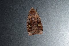 Diarsia