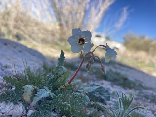 Chylismia claviformis (Chylismia claviformis)