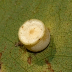 Phylloteras volutellae