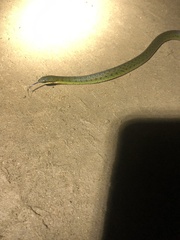 Erythrolamprus epinephalus albiventris
