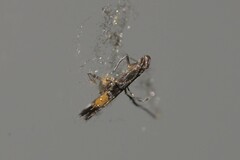 Cosmopterix heliactis