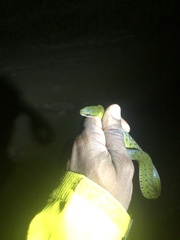 Erythrolamprus epinephalus albiventris