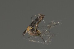 Cosmopterix heliactis