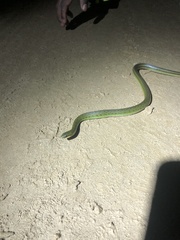 Erythrolamprus epinephalus albiventris