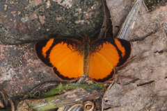 Tegosa pastazena
