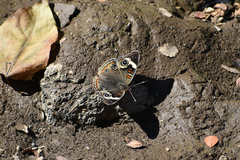 Junonia coenia coenia