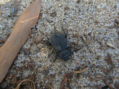 Scotobius pilularius