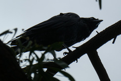 Corvus mellori