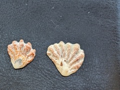 Plicatula gibbosa