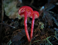 Pseudohygrocybe