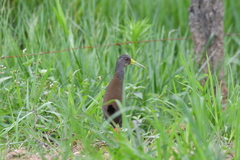 Pardirallus nigricans