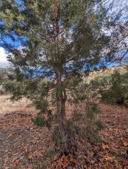 Cupressus arizonica