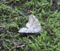 Hydriomena nubilofasciata
