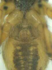 Carrhotus