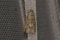 Calathusa basicunea