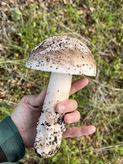 Amanita constricta