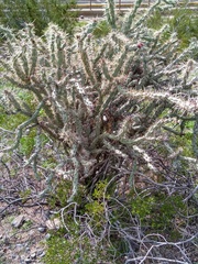 Cylindropuntia acanthocarpa acanthocarpa