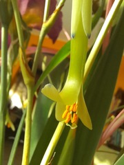 Billbergia distachia