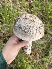 Amanita constricta