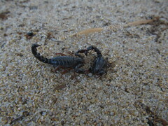 Bothriurus bonariensis