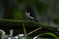 Ilicura militaris