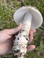 Amanita constricta