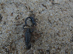 Bothriurus bonariensis