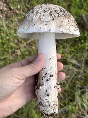 Amanita constricta