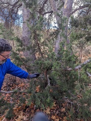 Juniperus pinchotii