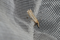 Crambus saltuellus