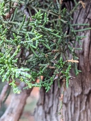 Juniperus pinchotii