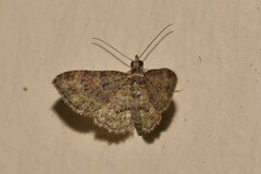 Chloroclystis mniochroa