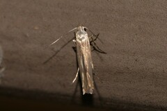 Thiotricha atractodes