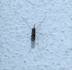 Anopheles punctipennis