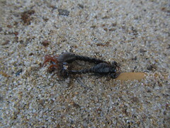 Bothriurus bonariensis