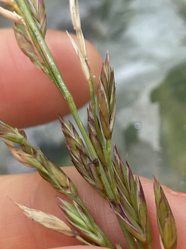 Lolium arundinaceum observed 2022-06-29