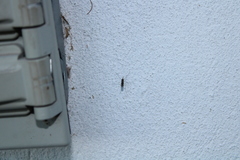 Anopheles punctipennis