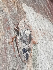 Stenocotini