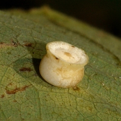 Phylloteras volutellae